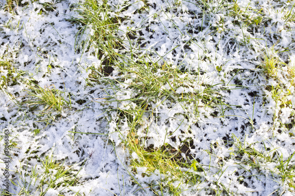 Grass in snow. Grass in snow.