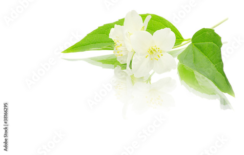 jasmine on white