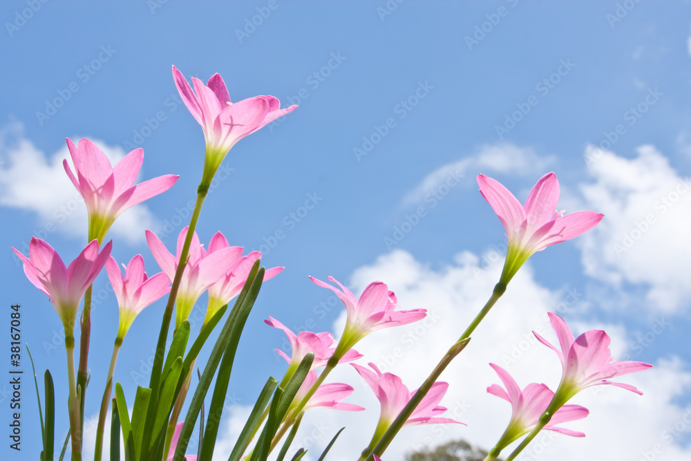 zephyranthes spp.,beautiful flower against blue sky zephyranthes spp.,beautiful flower against blue sky