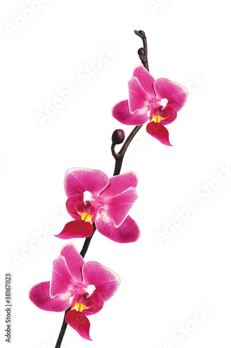 Flower beautiful pink orchid - phalaenopsis isolated over white