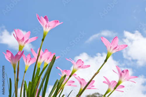 zephyranthes spp. beautiful flower against blue sky