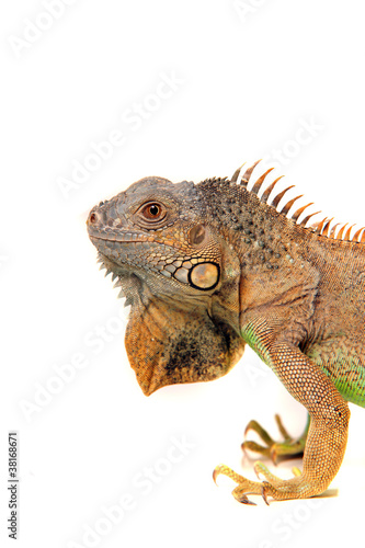 Leguan Gecko Echse Reptil lizzard © morelia1983