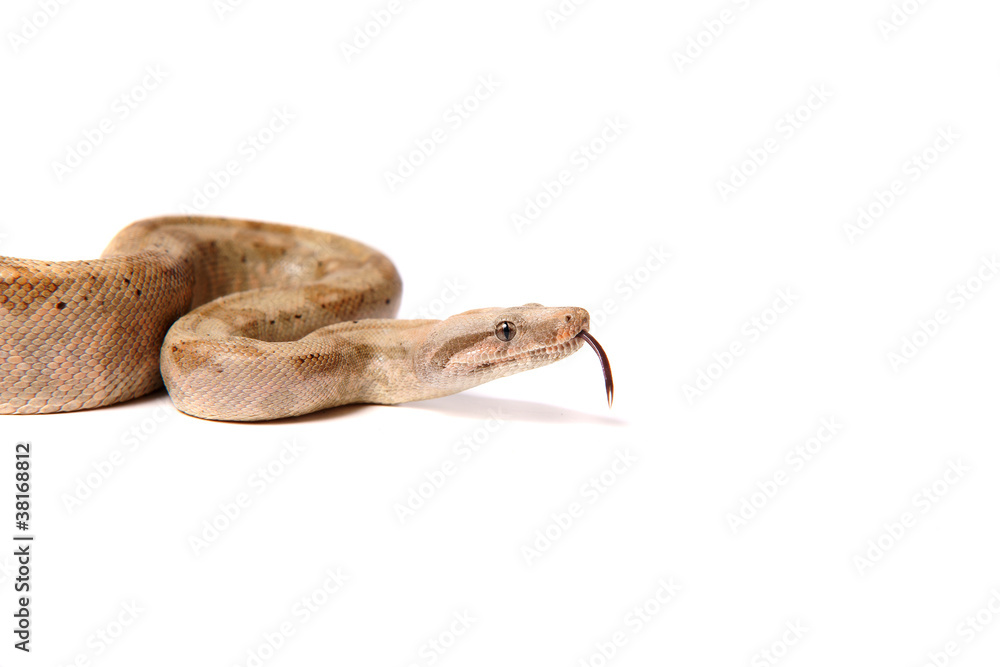 Obraz premium Snake ,Schlange ,Boa,Python, Paradiesschlange