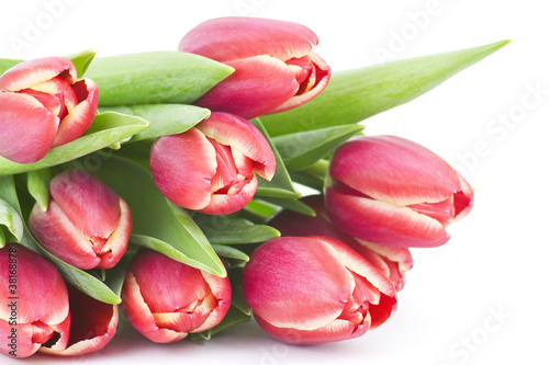 bunch of red tulips