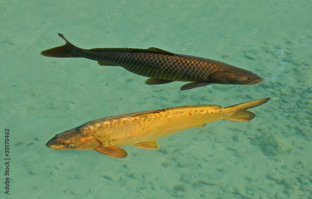 Fototapeta premium coppia di carpe in acqua limpida