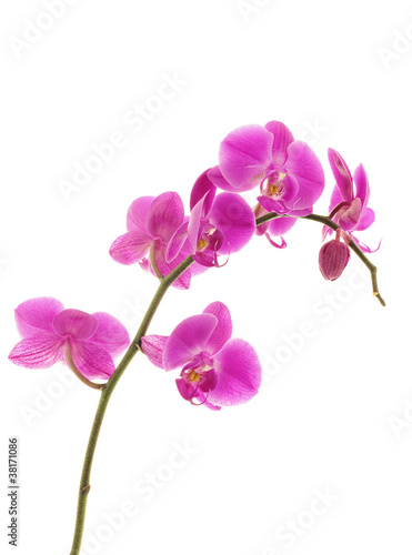The violet orchids closeup on the white background
