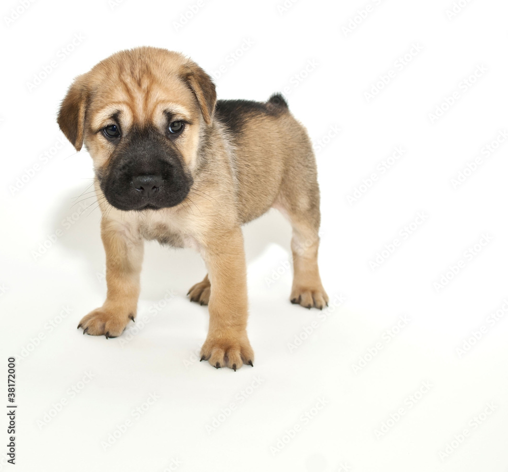 Shar pei Puppy