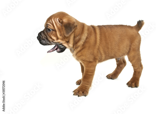 Yelling Shar pei Puppy © jstaley4011