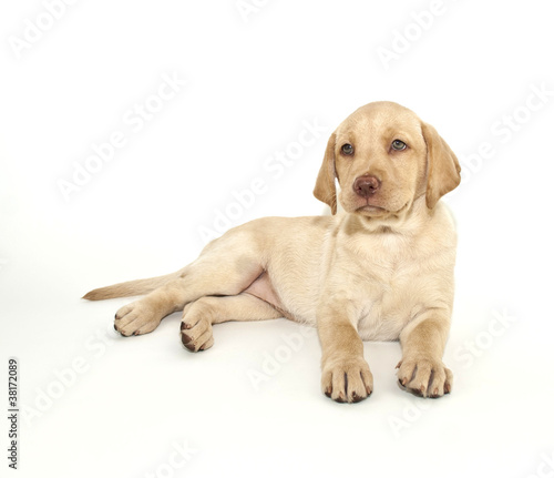 Yellow  Labrador Retriever Puppy
