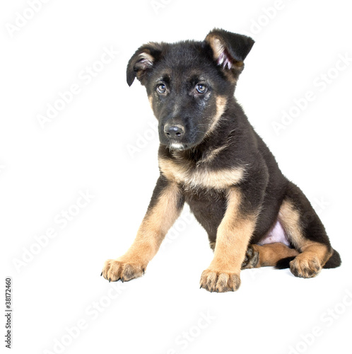 Fototapeta Naklejka Na Ścianę i Meble -  German Shepherd Puppy