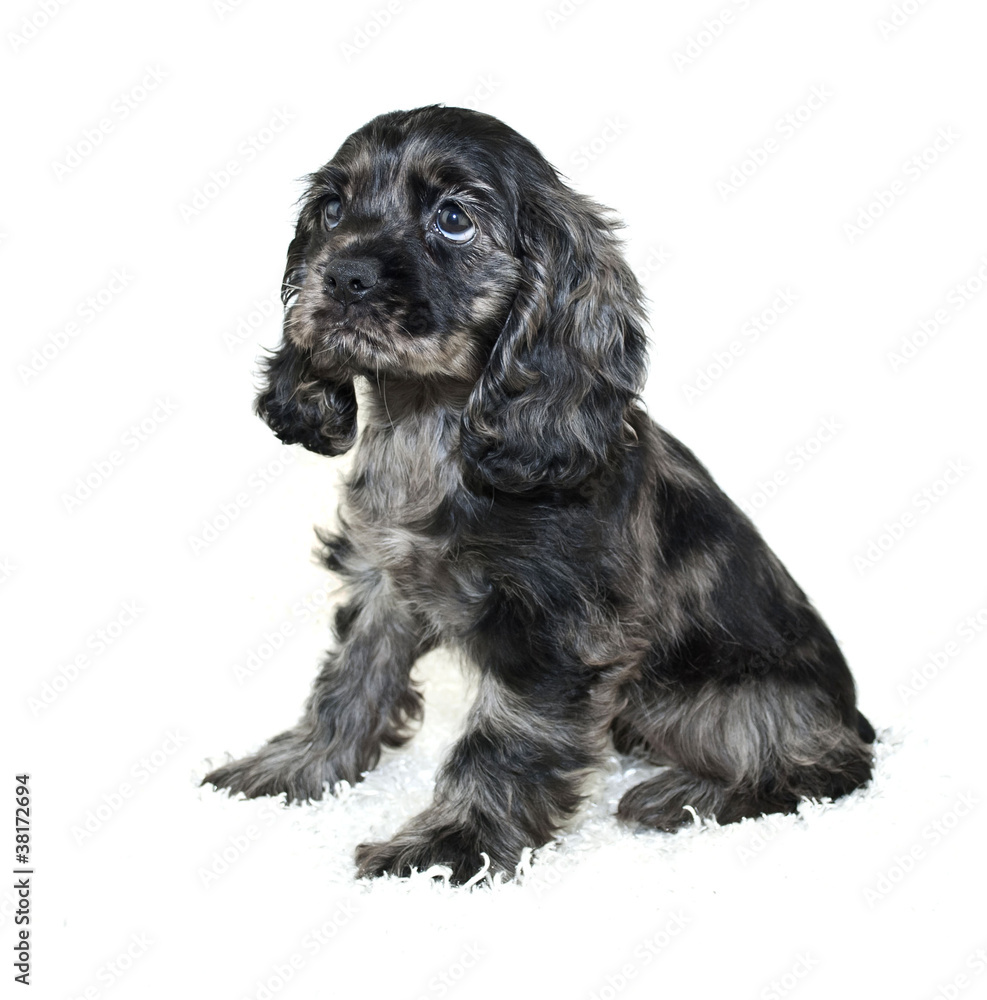 Cocker Spaniel Puppy Cocker Spaniel Puppy