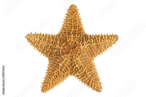 Dried yellow-orange starfish