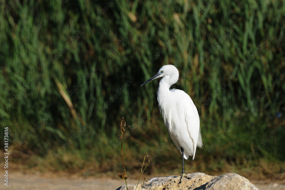 Little egret standing on a rock Little egret standing on a rock