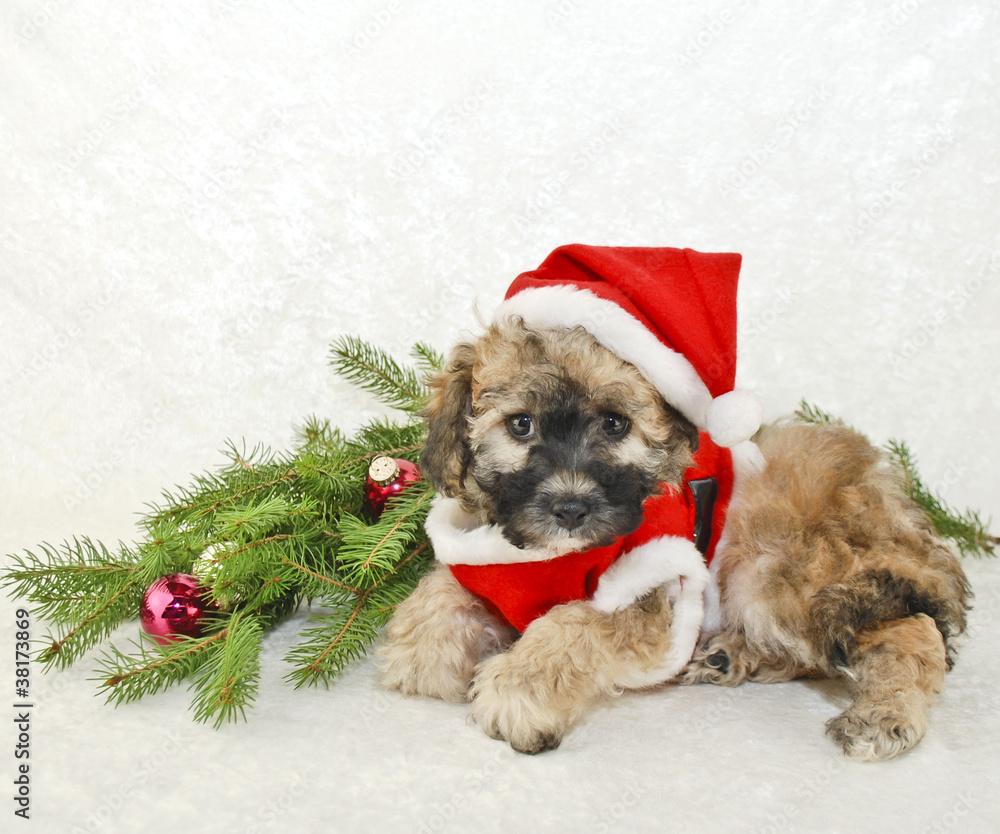 Christmas Puppy in a Santa Suit. Christmas Puppy in a Santa Suit.