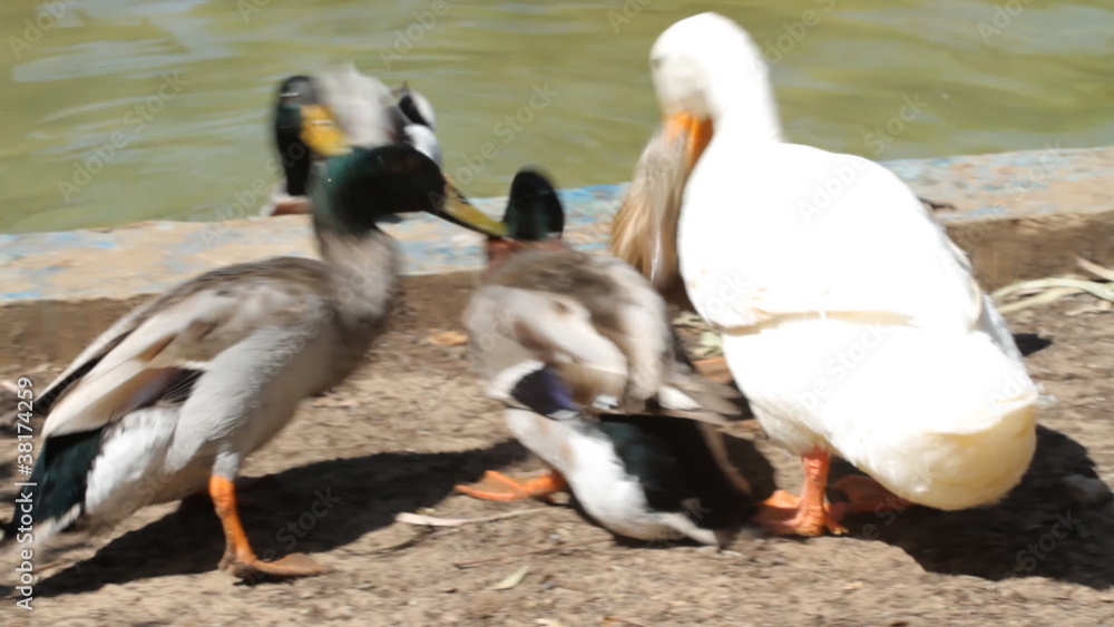 Duck battles. A few ducks are attacking a duck Duck battles. A few ducks are attacking a duck