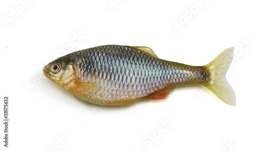 Fish on white background