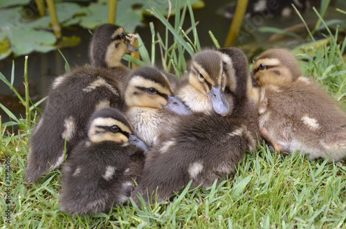 Ducklings mallards lying on grass © Christian Musat