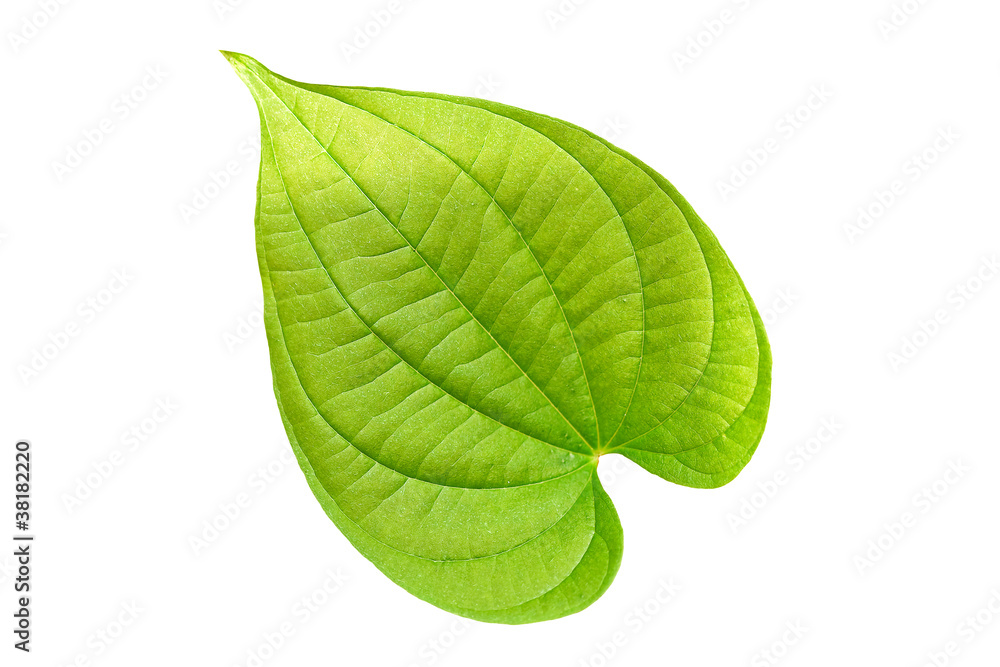 Obraz premium Heart-shaped leaves.