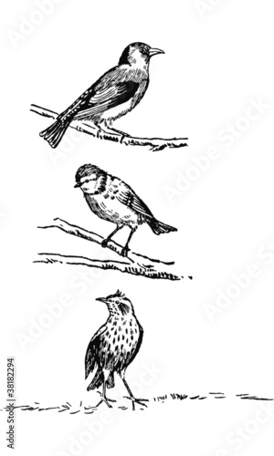 Chardonneret, alouette, mésange
