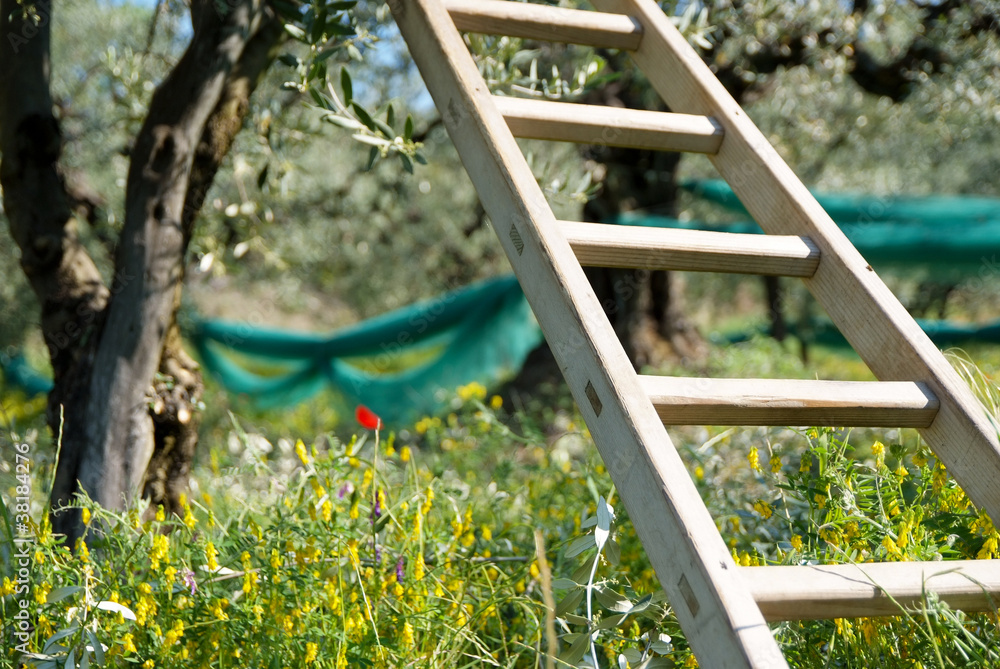 échelle en bois pour récolte des olives