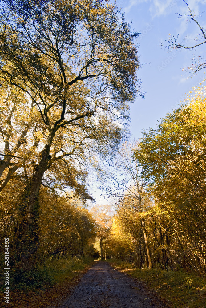 Naklejka premium Autumn Path