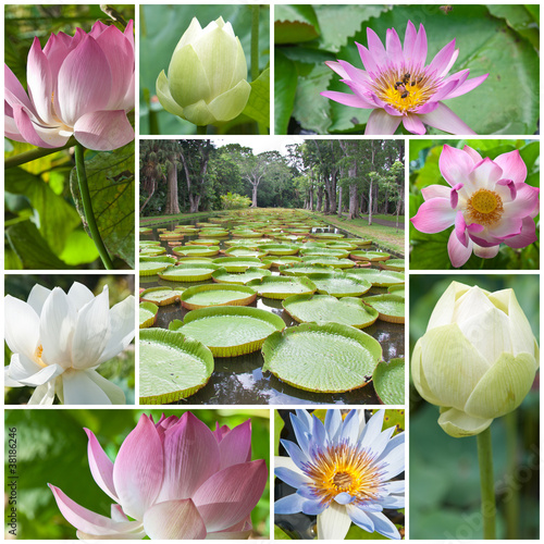 flore aquatique, jardin Pamplemousses, Maurice photo