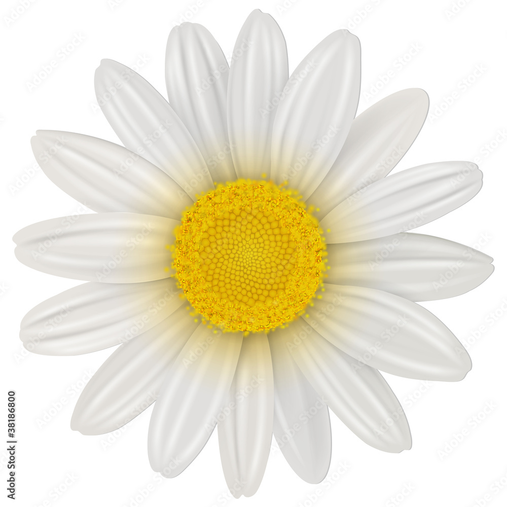 Naklejka premium Kwiat stokrotka na białym tle