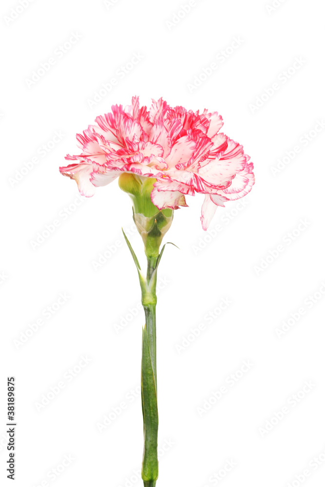 Beautiful carnation isolated on white Beautiful carnation isolated on white