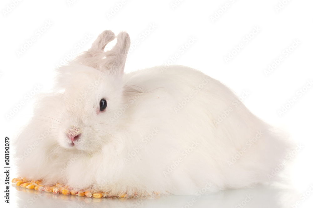 Fluffy white rabbit with corn isolated on white