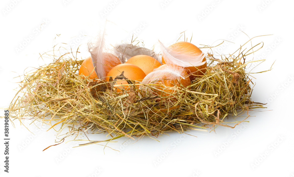 chicken eggs in a nest isolated on white chicken eggs in a nest isolated on white
