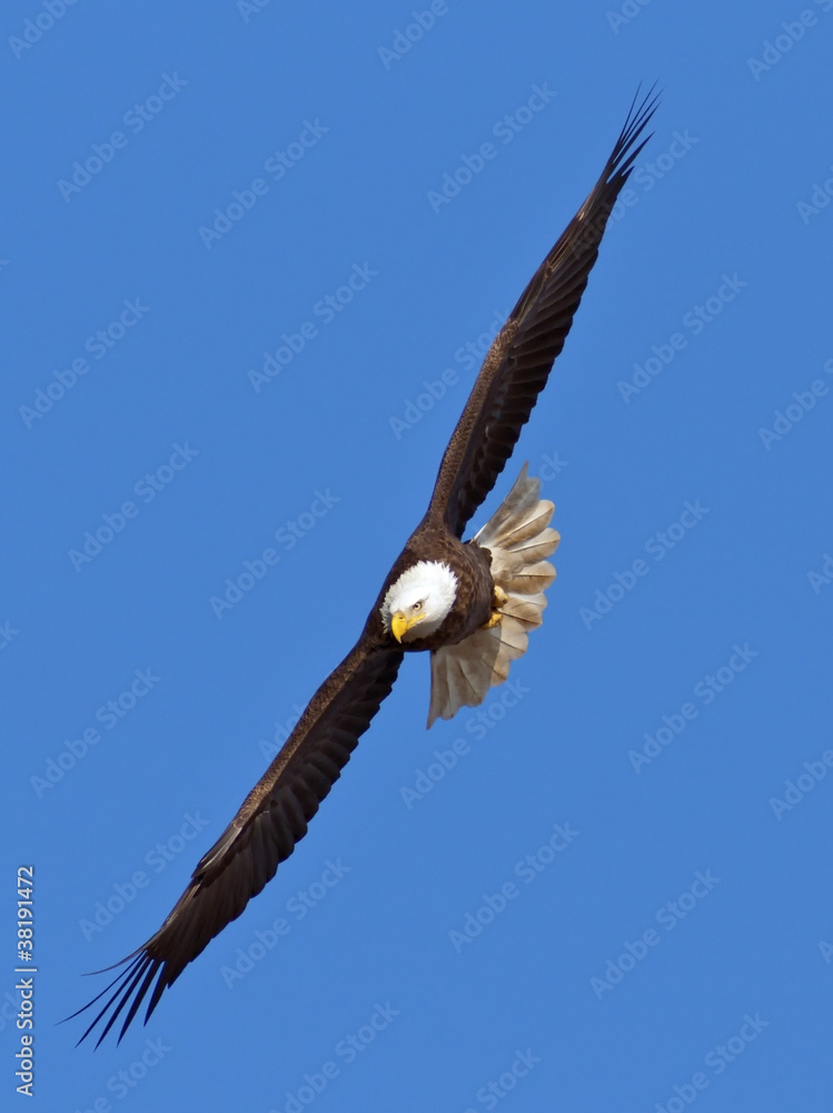 Obraz premium Flying Bald Eagle