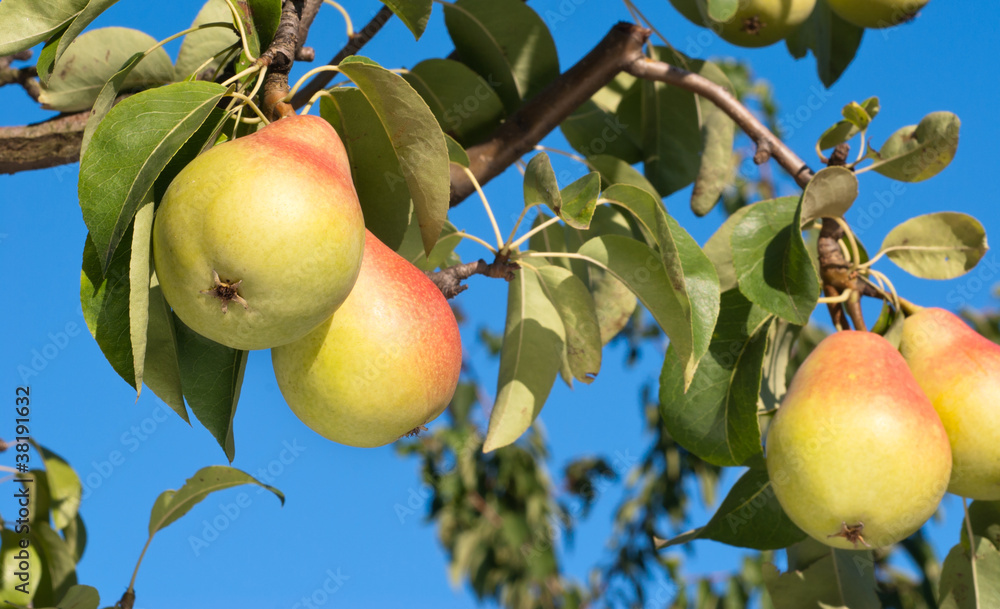 ripe pears