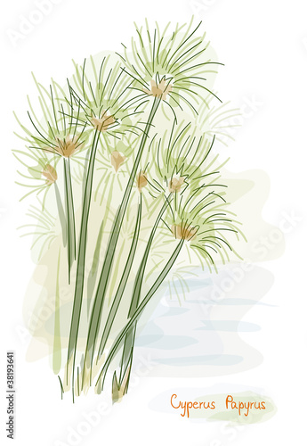 Papyrus plant. (Cyperus Papyrus)