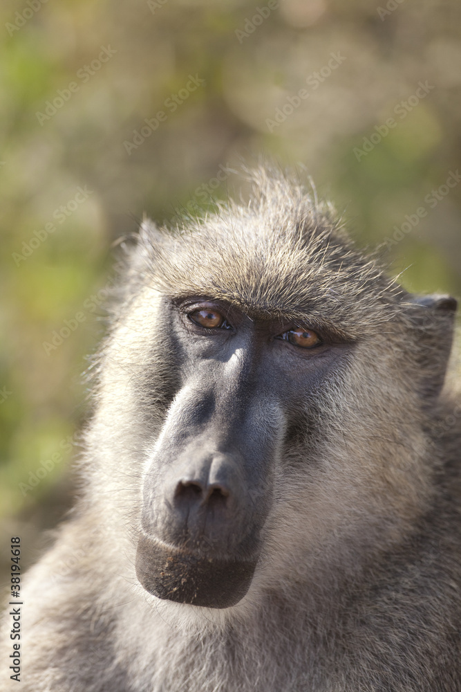 Yellow Baboon 0114