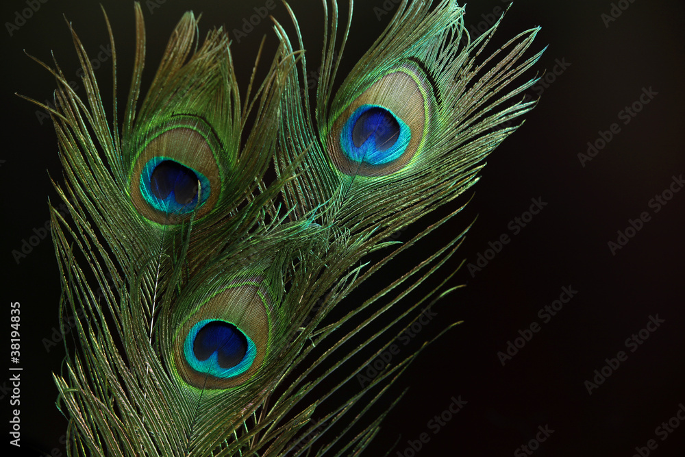 Obraz premium Three peacock feathers