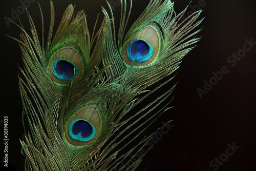 Canvas Print Three peacock feathers