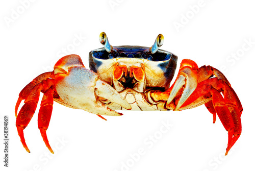 Rainbow Crab photo