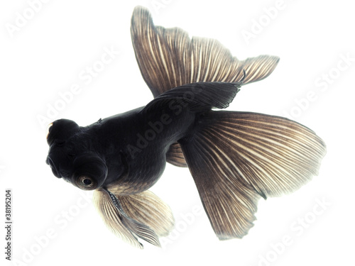Black Goldfish on white
