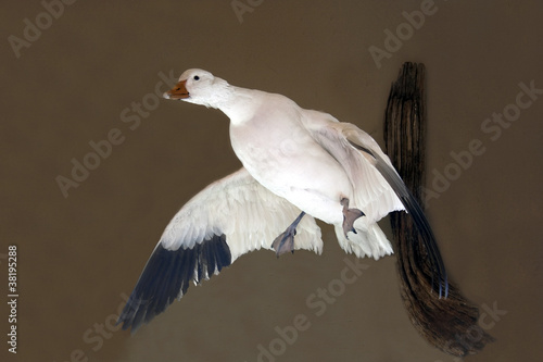 фотографія Duck Taxidermy