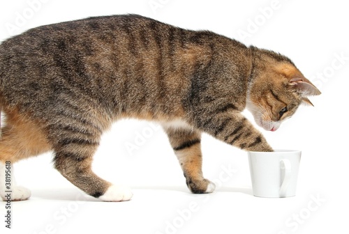 little cat and coffee cup