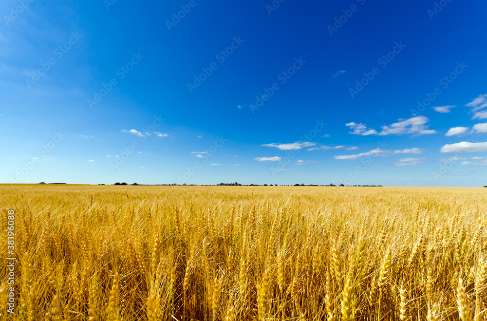 Obraz premium Golden wheat field against a summer blue sky