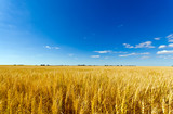 Golden wheat field against a summer blue sky