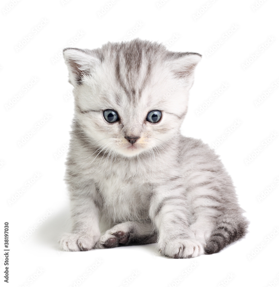 Obraz premium Little kitten sitting