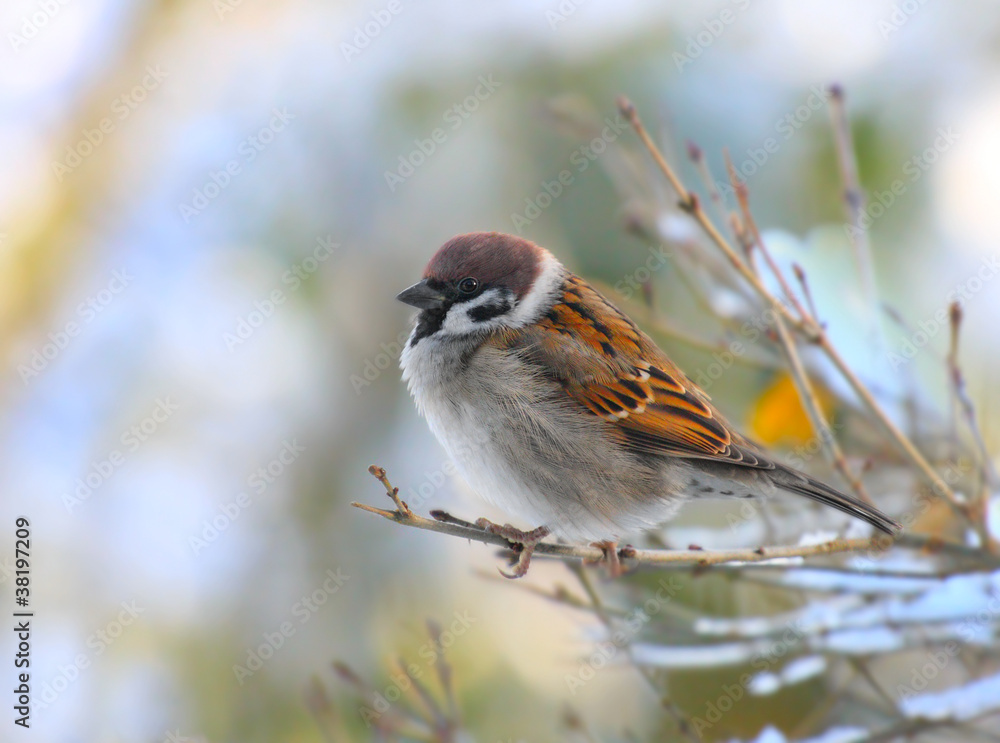 The male of a House Sparrow ( Passer domesticus )
