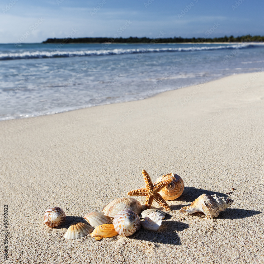 shells square shells square