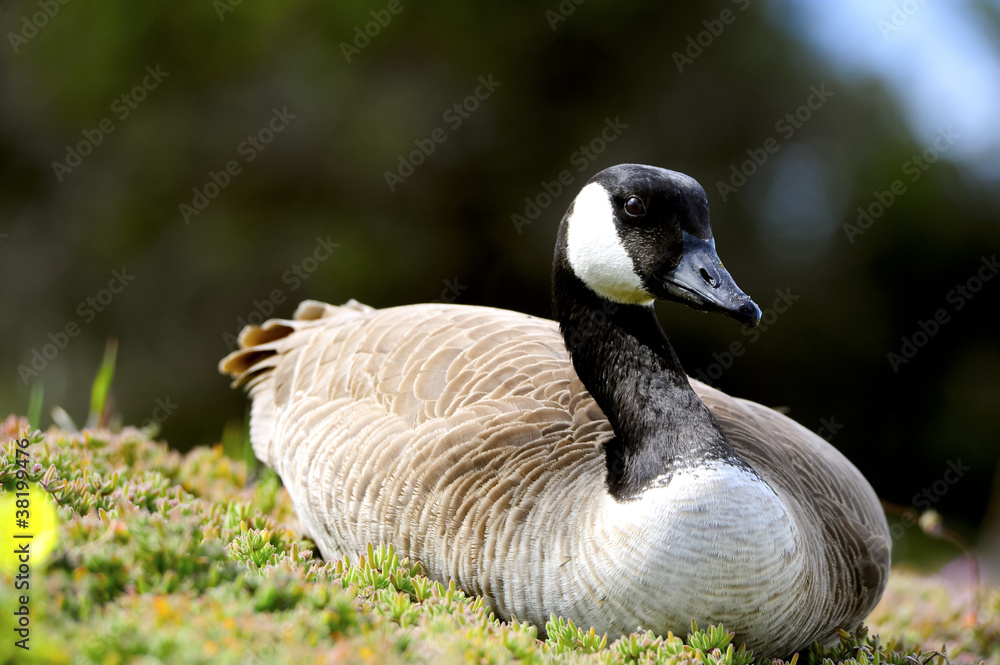 Canadian Goose