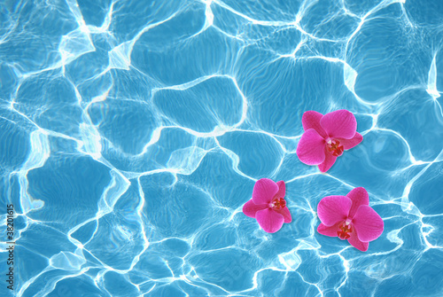 Three pink orchids floating on water in pool © Sara Leban
