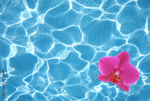 Pink orchid floating on water in pool