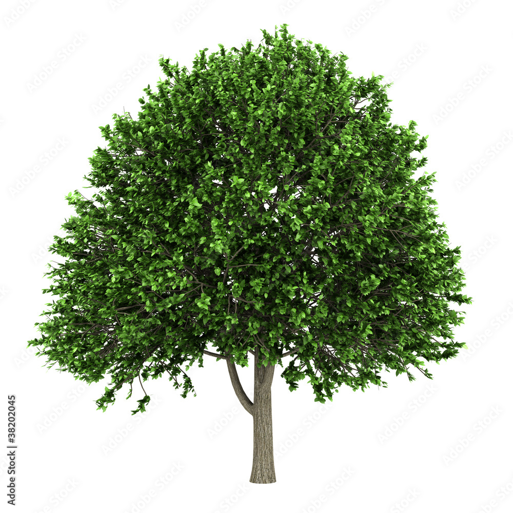 american elm tree isolated on white background - obrazy, fototapety, plakaty 