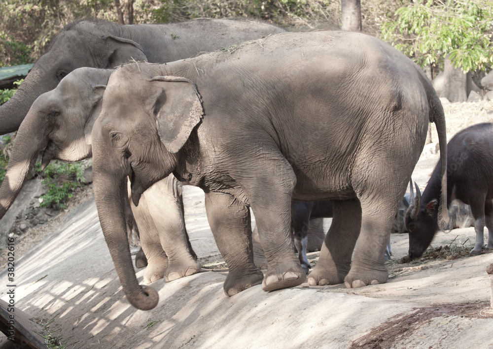 Fototapeta premium elephant